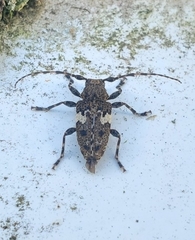 Aegomorphus quadrigibbus