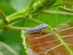 Graphocephala hieroglyphica