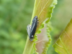 Graphocephala hieroglyphica