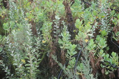 Stirtonanthus taylorianus