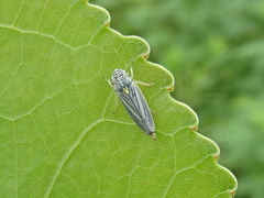 Graphocephala hieroglyphica