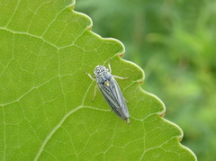 Graphocephala hieroglyphica