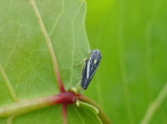 Graphocephala hieroglyphica
