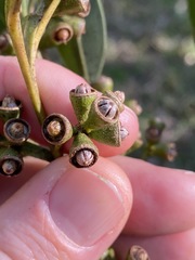 Eucalyptus longirostrata