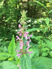 Stachys latidens