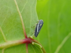 Graphocephala hieroglyphica