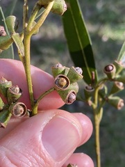 Eucalyptus longirostrata