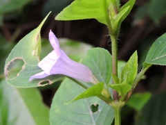 Ruellia prostrata