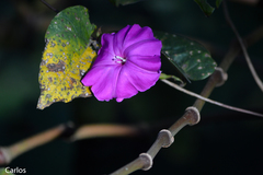 Ipomoea purga