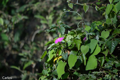Ipomoea purga