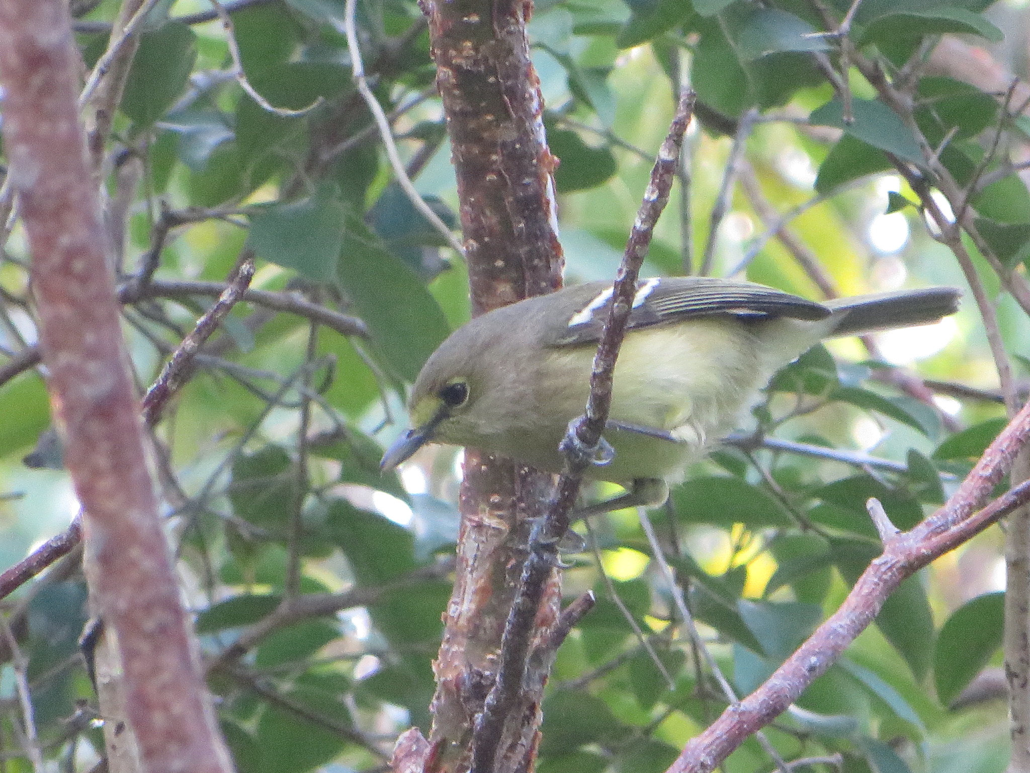 Thick-billed Vireo illustration