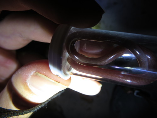 Bahaman Slender Blindsnake, Cubatyphlops biminiensis