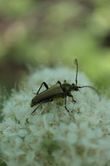 Lepturobosca