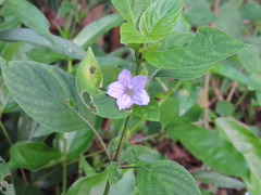 Ruellia prostrata