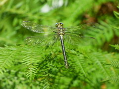 Gomphus simillimus