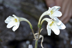 Cyrtanthus leucanthus