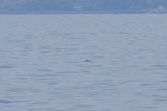 Calonectris diomedea