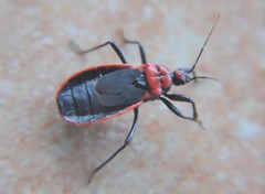 Rhiginia cinctiventris