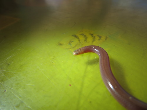 Bahaman Slender Blindsnake