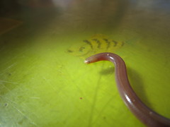 Bahaman Slender Blindsnake photo 2