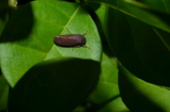Polana