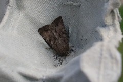 Apterogenum ypsillon