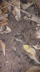 Leptobrachium