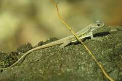 Leiolepis
