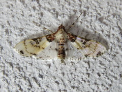 Azochis rufidiscalis