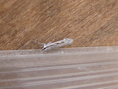 Scoparia indistinctalis