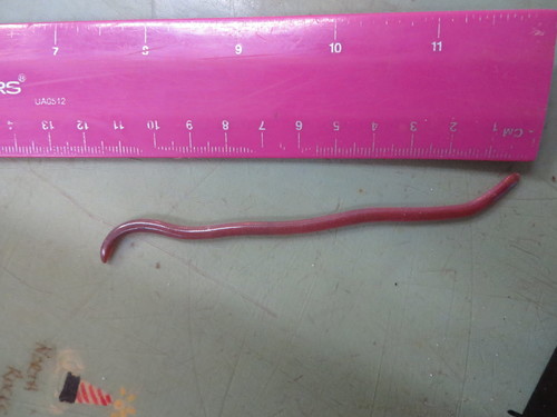 Cubatyphlops biminiensis