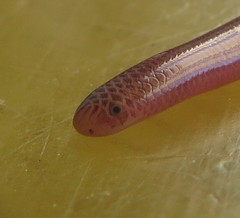 Bahaman Slender Blindsnake photo 3