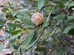 Andricus vacciniifoliae