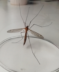 Tipula lunata