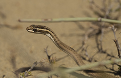 Psammophis lineolatus