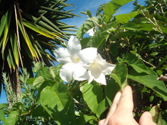 Mandevilla laxa