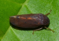 Polana