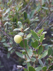 Andricus vacciniifoliae