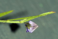 Psoralea laxa