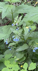 Symphytum caucasicum