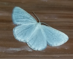 Protitame virginalis