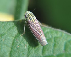 Apogonalia fraterna