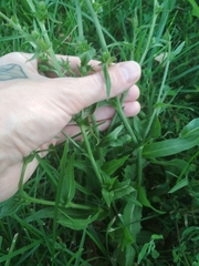 Cichorium intybus