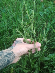 Cichorium intybus