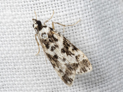 Eudonia aphrodes