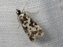 Eudonia aphrodes