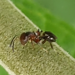 Encyrtus