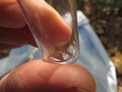 Sphaerodactylus notatus amaurus