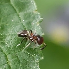 Encyrtus