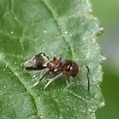 Encyrtus